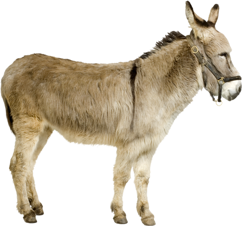 Gray Donkey Cutout